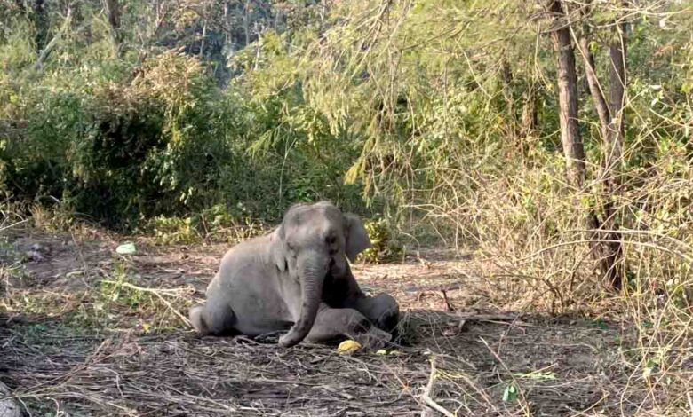 Elephant calf hit by train
