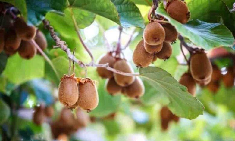 More farmers taking up kiwi cultivation in Joshimath