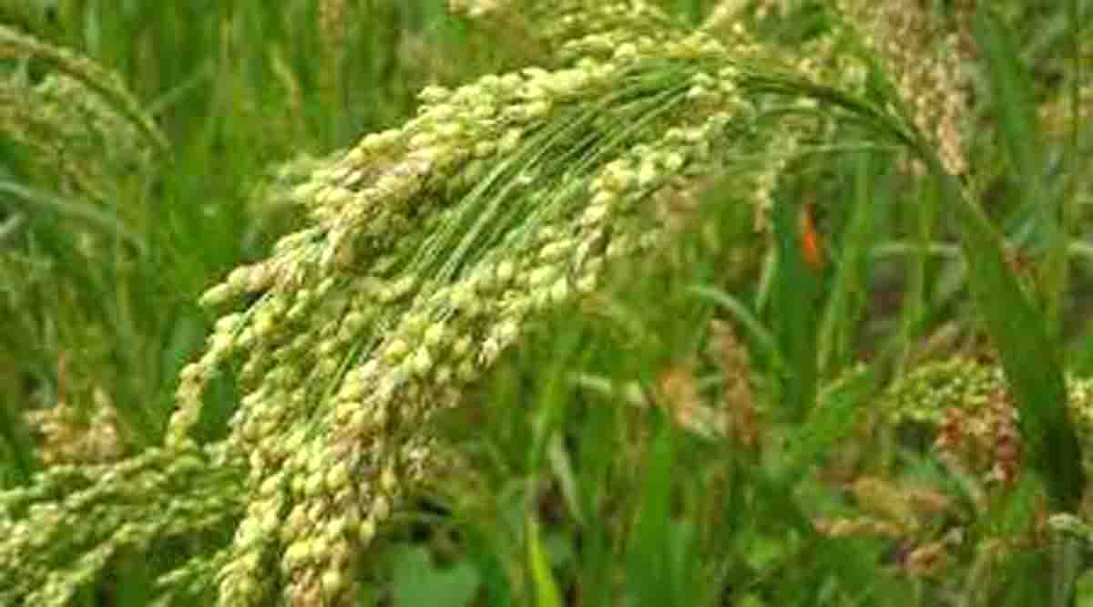 Millet fairs to bring back millets on the food plate