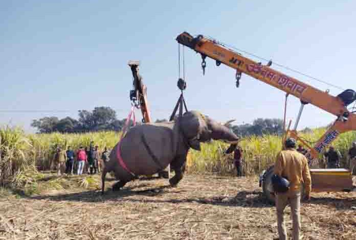 Tusker disetrum sampai mati di desa Haldwani – Pioneer Edge |  Berita Uttarakhand dalam Bahasa Inggris |  Berita Dehradun Hari Ini|  Berita Uttarakhand