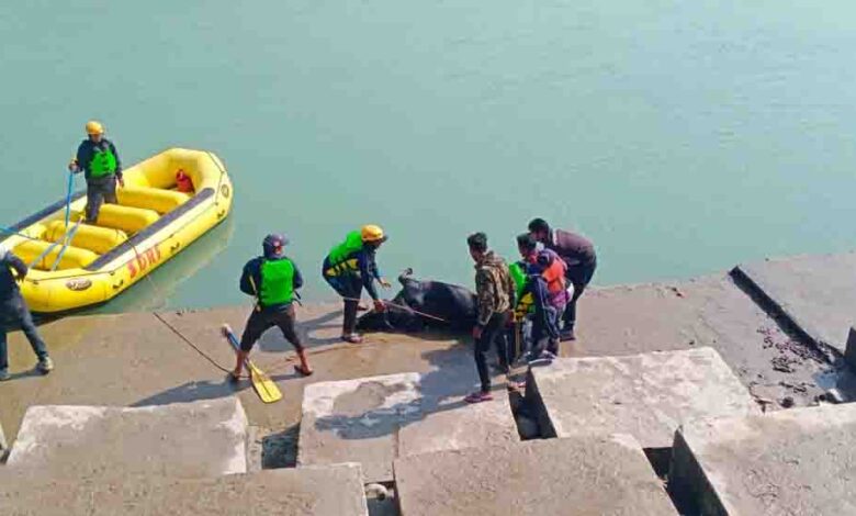 SDRF rescues two cows from Ganga in Rishikesh