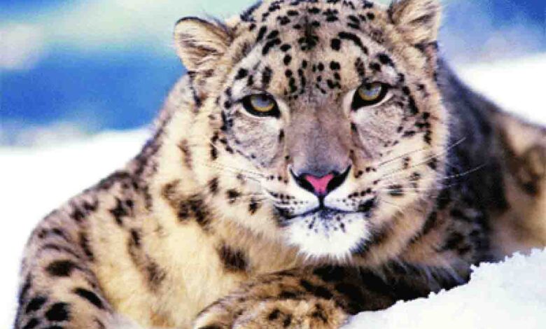 snow leopard