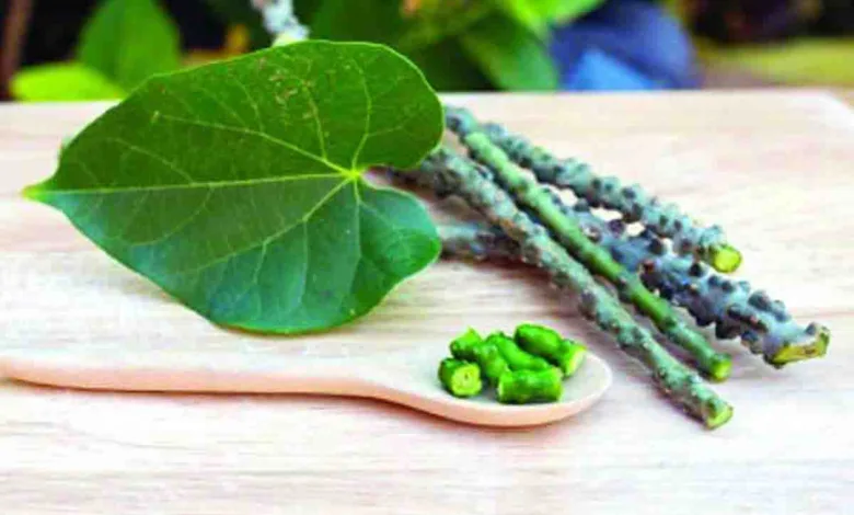Patanjali study reiterates benefits of Giloy