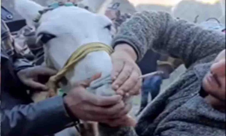 Mule operator booked for forcing animal to smoke