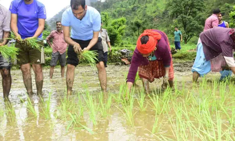 Uttarkashi DM plants saplings of red paddy with farmers