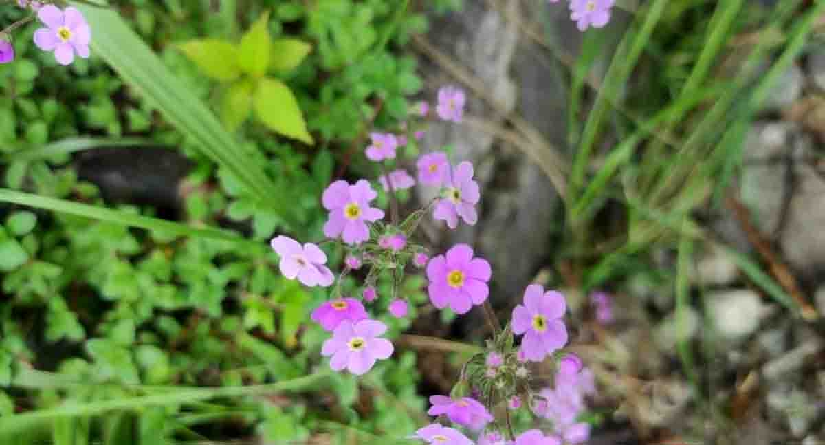 Valley of Flowers