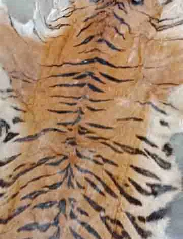 Four held with 11 feet long tiger pelt in Udham Singh Nagar