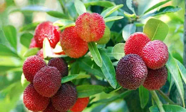 Juicy Kafal from U’khand catches fancy of PM Modi