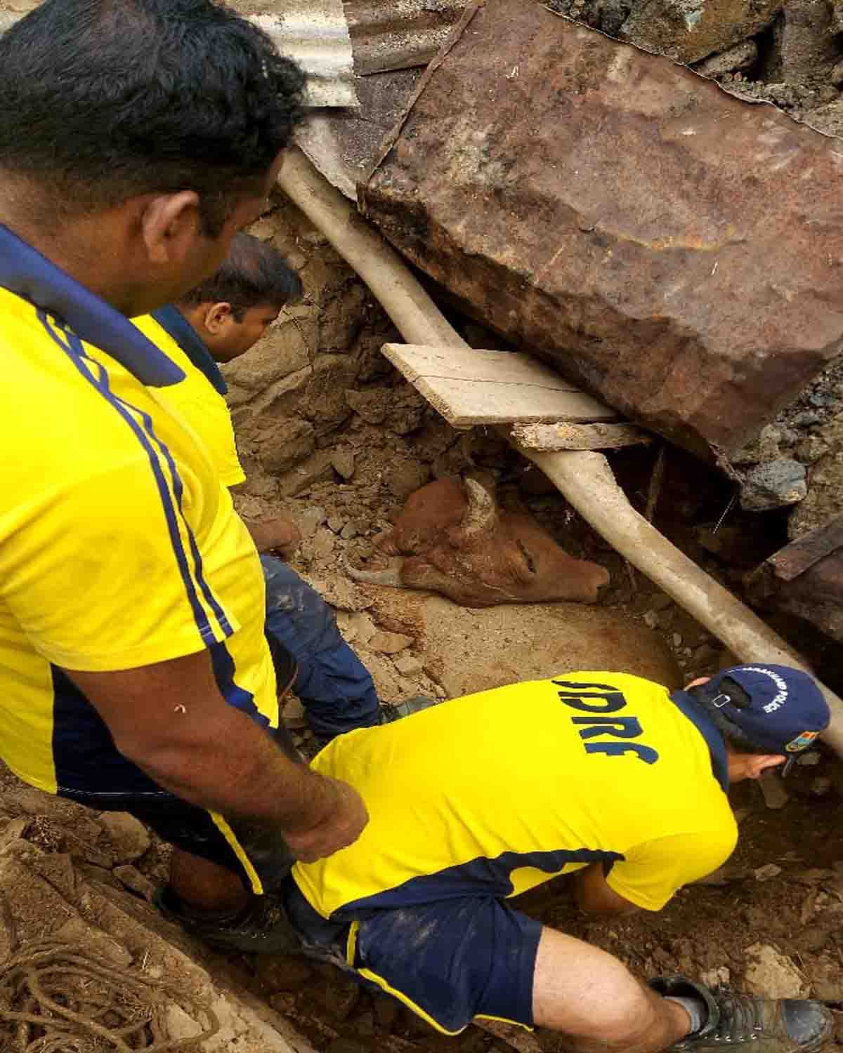 SDRF rescues cows trapped under debris