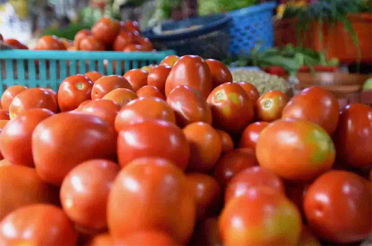 tomatoes