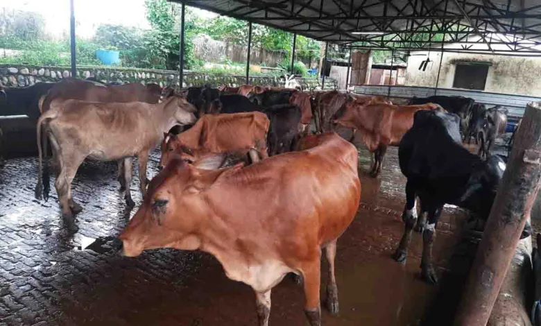 The issue of the alleged ill-treatment of the cattle in the Kanji House of Municipal Corporation of Dehradun (MCD) is creating an uncomfortable situation for the BJP ruled MCD. On Saturday, the BJP MLA from Dharampur and former Mayor Vinod Chamoli advised the MCD to improve things. His advice assumes significance since he is a two time former mayor of Dehradun and belongs to BJP which is in power in MCD. Interestingly the mayor of MCD, Sunil Uniyal 'Gama' and other officers have strongly denied the charges of Congress spokesperson Garima Dasauni about death of cows, rampant mismanagement and cattle being ill-treated in the Kanji House. Chamoli said, “It good that the Congress spokesperson is talking about cows, otherwise the Congress leaders seldom talk about cows. The Kanji House was constructed during my tenure as mayor. The capacity of the Kanji House is less and more animals are put there which creates problems. We need more such places to shelter the stray cattle. Social organisations should also come forward to prevent repetition of such incidents.’’ Happy at the support coming from unexpected quarters, Dasauni congratulated Chamoli for the support. She said that the statement of the BJP leader will help those putting "fictitious" allegations on her to do better. Dasauni said that her objective is to improve the conditions in the Kanji House. She said that the MCD has said that false pictures and videos were circulated by her. Dasauni said that she had was live on Facebook from the Kanji House which exposed the pathetic conditions of the cows there.