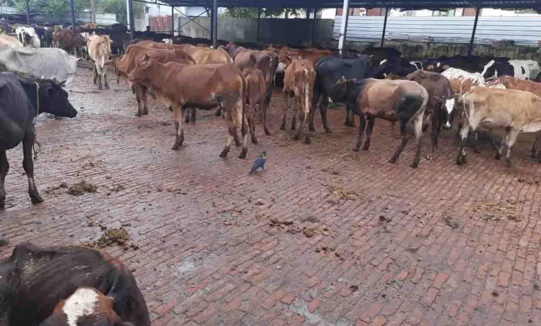 MCD refutes claims of Ill treatment of cattle in Kanji House