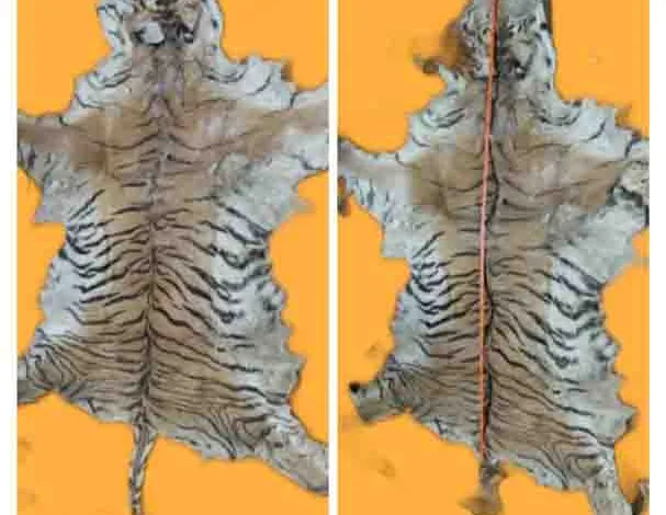 STF seizes two tiger pelts with bones, three arrested