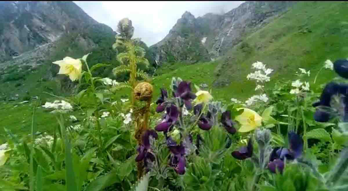 Visitors to Valley of Flowers fewer than last year so far
