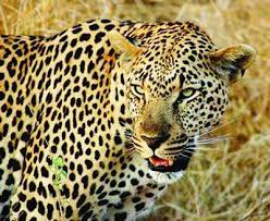 leopard
