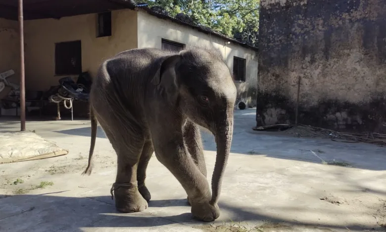 Elephant calf