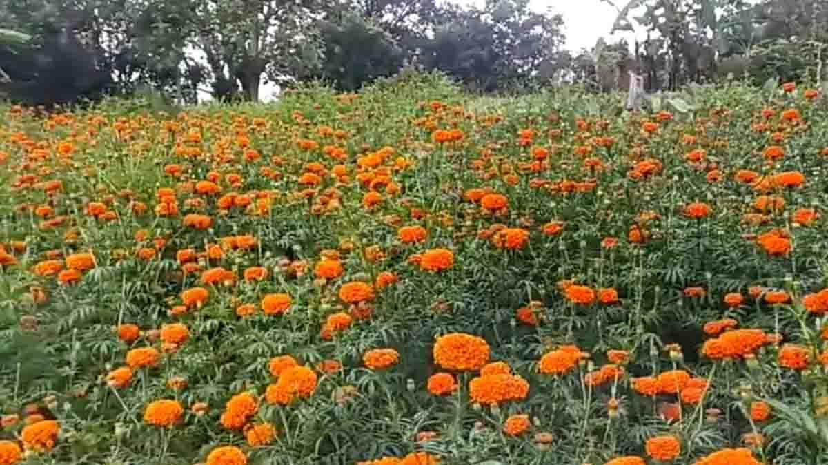 Flower farming bringing prosperity in Bageshwar village