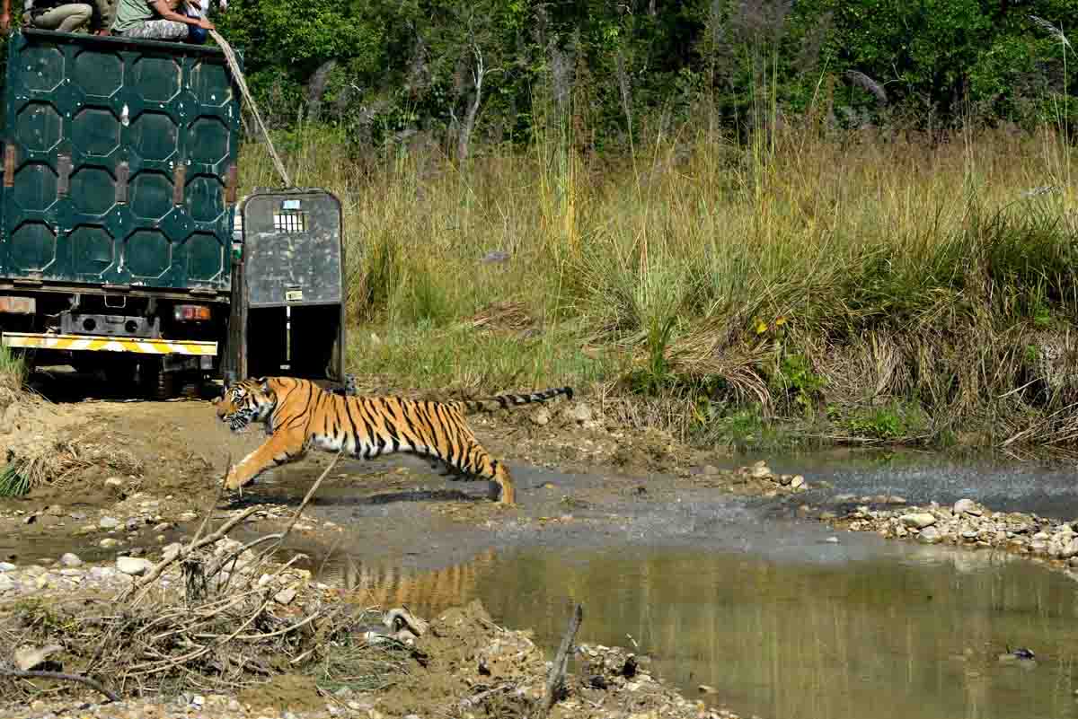 Rescued tiger radio collared, released in Corbett