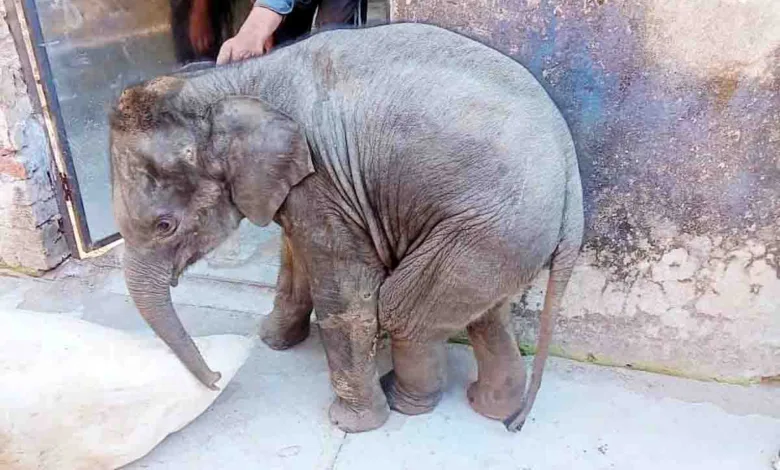 Elephant calf injured in tiger attack dies during treatment