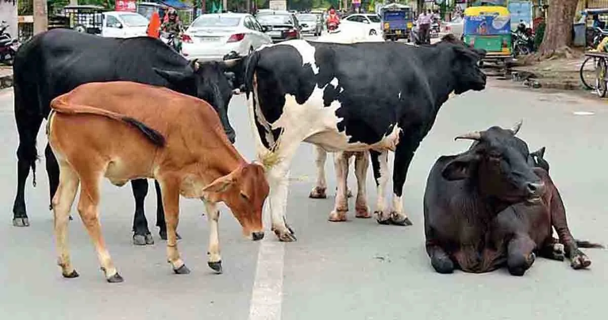 HC hears PIL against stray cattle on city roads
