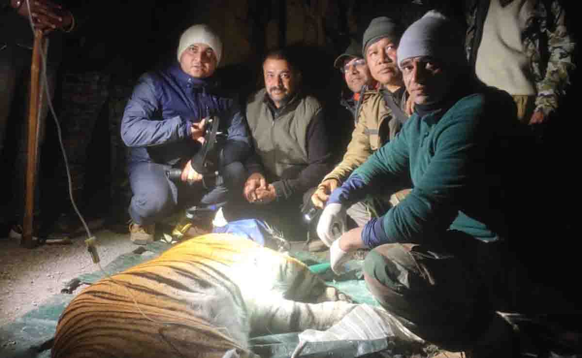 Tigress captured in Bhimtal, department to ascertain if big cat is maneater
