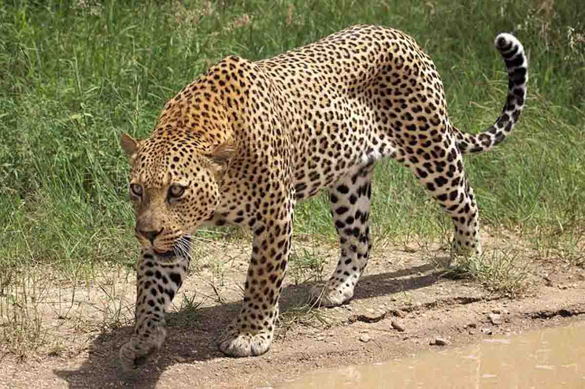 leopard 1