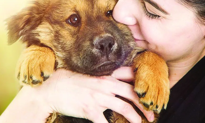 pet dog