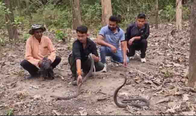 Snakes visiting villages around Corbett more often as summer heat rises