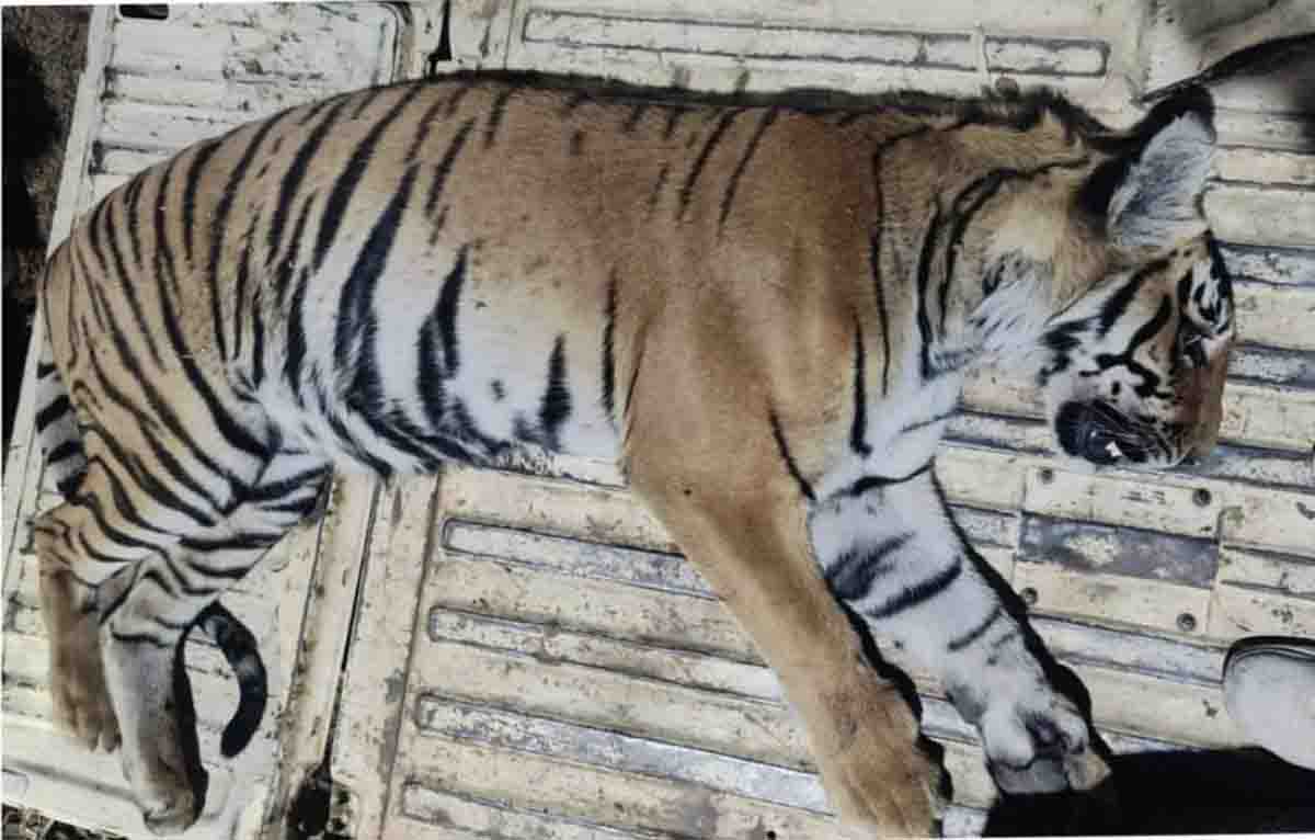 Tigress suspected of killing man rescued by Corbett authorities