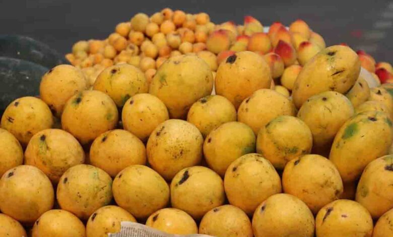 FDA forms teams to act against artificial ripening of mangoes using calcium carbide