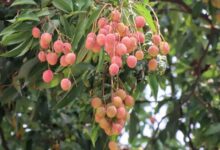 Litchi crop suffers 30 per cent damage in hot and dry Doon