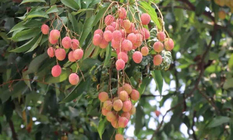 Litchi crop suffers 30 per cent damage in hot and dry Doon