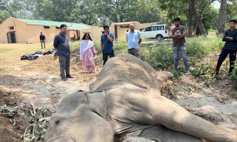 Corbett’s Chanchal dies from jumbo wounds