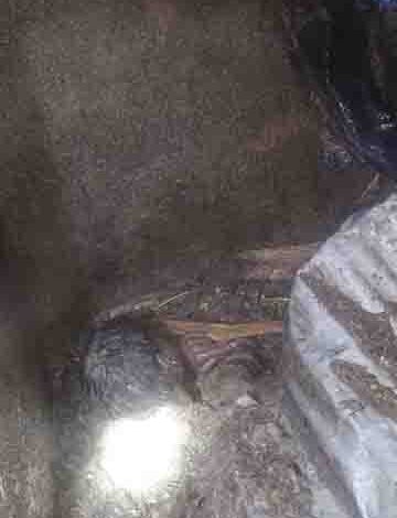 Nepali labourer dies