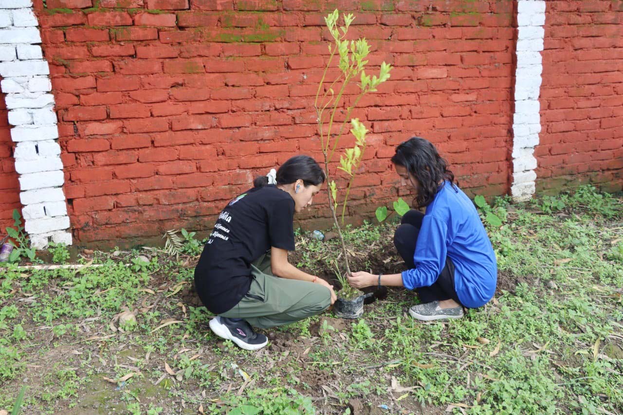tree plantation