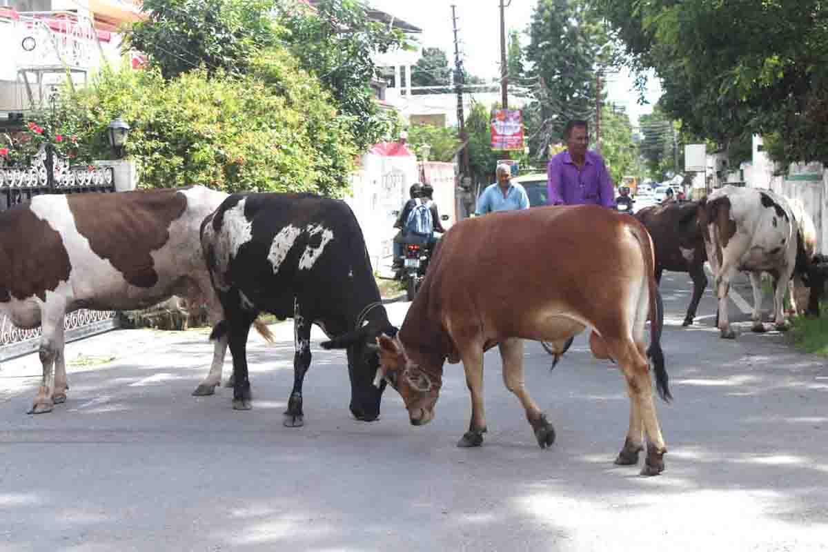 Menace of stray and domesticated cattle ambles on in Dehradun