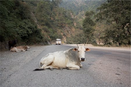Police launch campaign to address stray cattle issue in Pauri