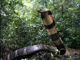 king cobra