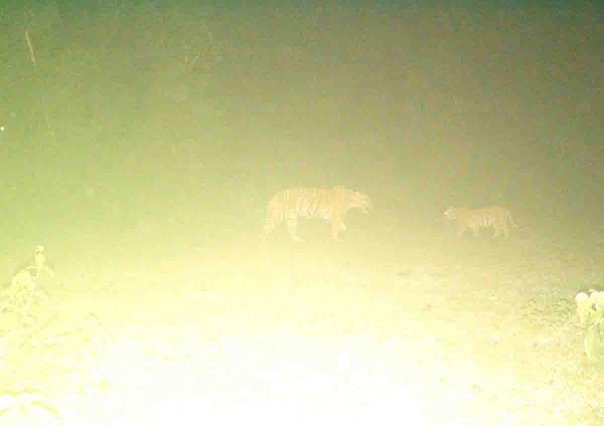 Tigress indulges in fake mating to save cub from tiger