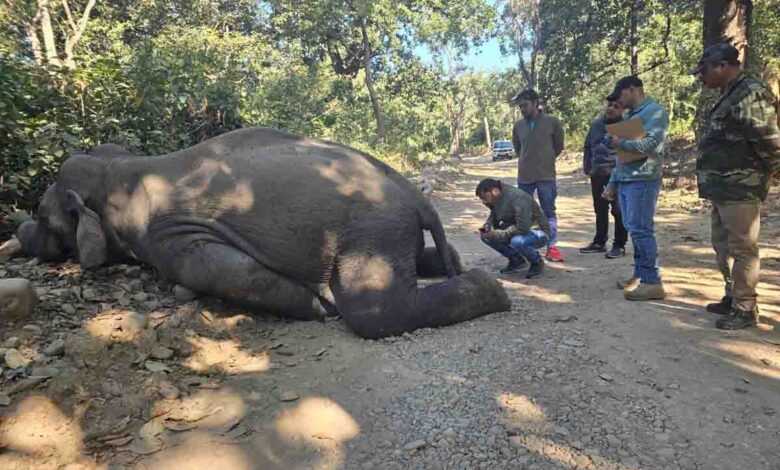 Elephant chased to death by tiger in Corbett