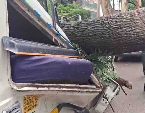 Man dies after tree falls on passenger vehicle in Dehradun