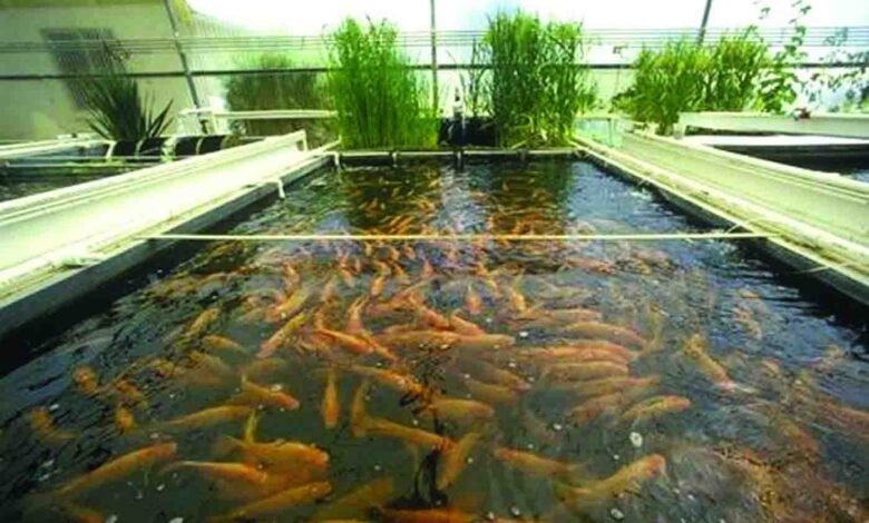 aquaculture