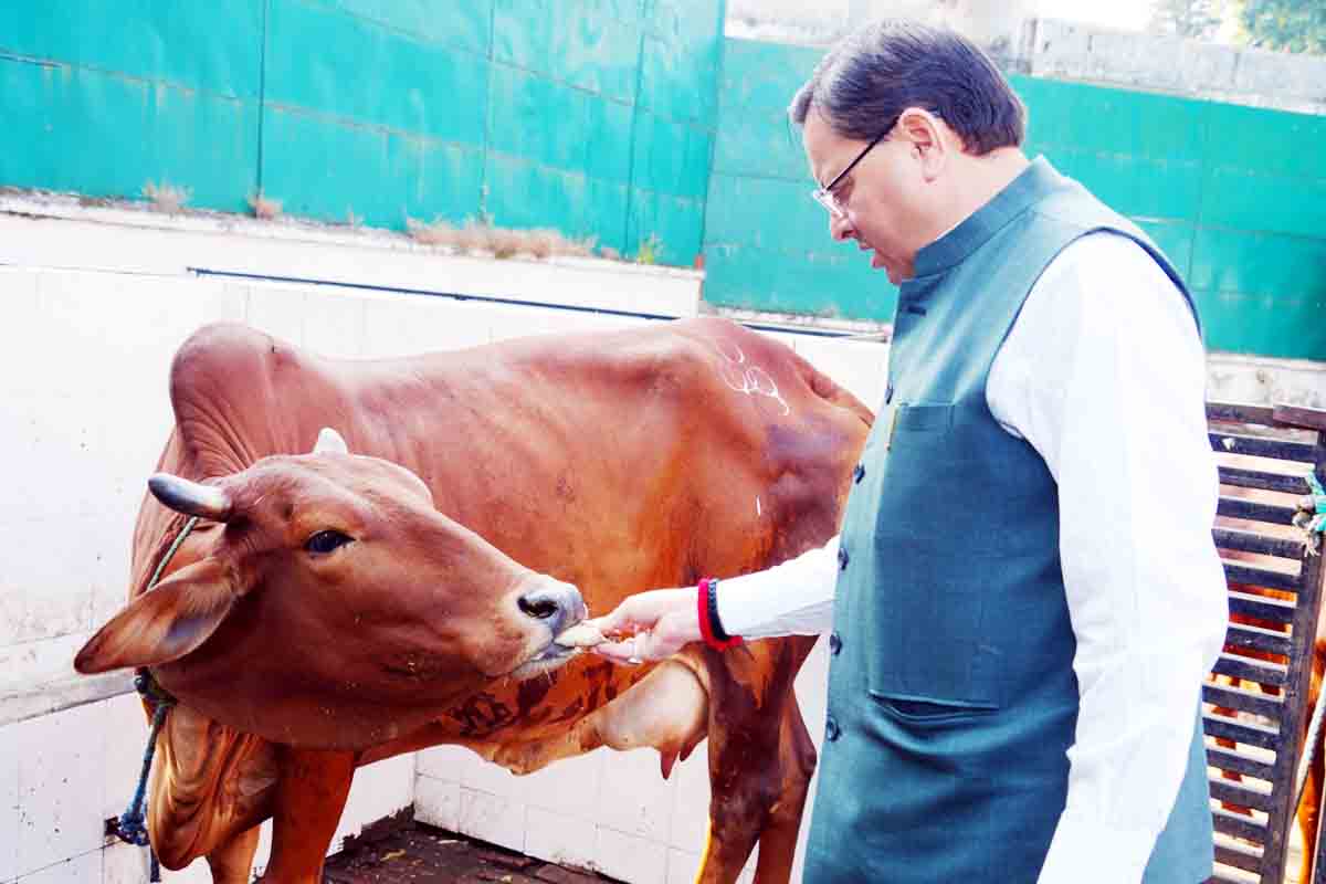 CM emphasises cow shelter promotion on Govardhan Pooja