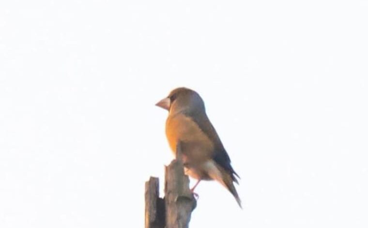 RARE BIRD